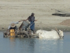 oxcart.JPG (196 KB)