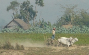 oxchariot.JPG (216 KB)