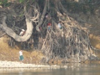 roots.JPG (195 KB)