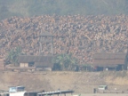 teak.JPG (197 KB)