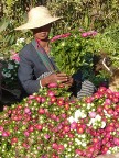 flower vendor.JPG (126 KB)