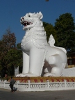 Lion (114 KB)