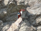 Kingfisher (151 KB)