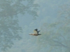 duck (135 KB)