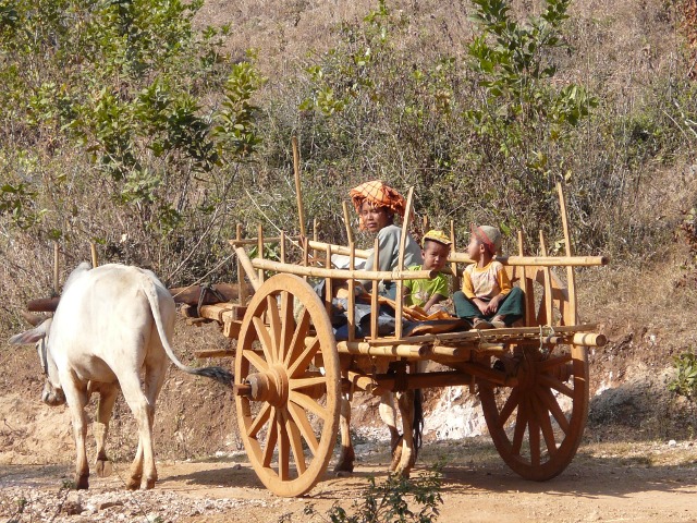 Oxcart