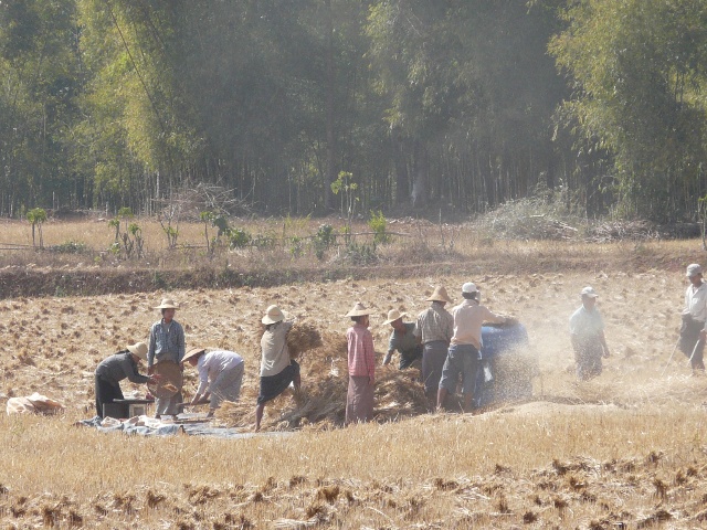 threshing