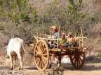 Oxcart (200 KB)
