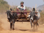 Oxcart Coming (177 KB)