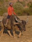 buffalo boy (111 KB)