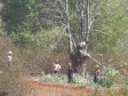 cuttingfirewood (175 KB)