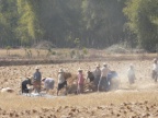 threshing.JPG (188 KB)