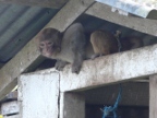 monkey (173 KB)