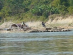 bamboo raft (169 KB)