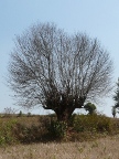 firewood tree (129 KB)