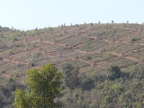 oilplants (176 KB)