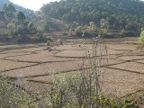 terraces (206 KB)