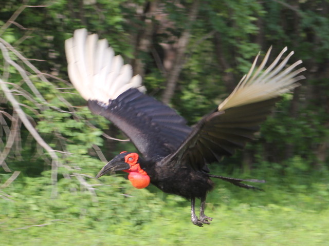 Ground-Hornbill-flying-byJen