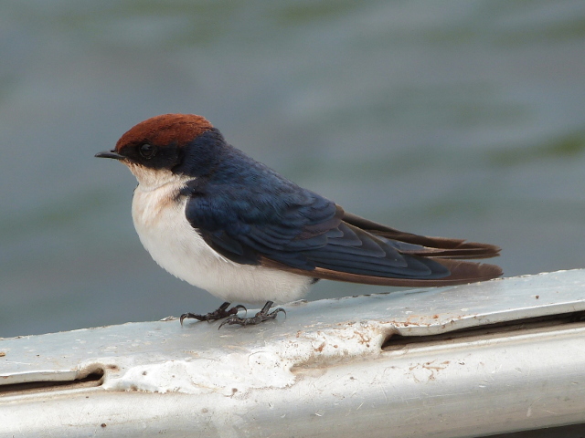 Swallow