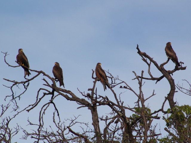 Yellow-billed-Kites-byJen