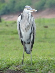 Black-headed-Heron (111 KB)
