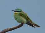 Blue-cheeked-Bee-eater-juv (174 KB)