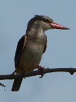 Brown-hooded-Kingfisher (106 KB)