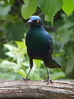 Burchell-Starling (104 KB)