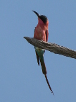 Carmine-Bee-eater (93 KB)