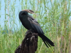 Darter (167 KB)