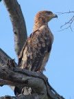 Eagle-byJen (55 KB)