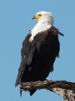 Fish-Eagle (109 KB)