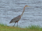 Goliath-Heron (183 KB)