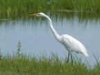 Great-Egret (171 KB)