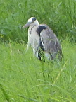 Grey-Heron (108 KB)