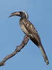 Grey-Hornbill (109 KB)