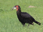 Ground-Hornbill-byJen (95 KB)