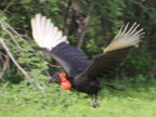 Ground-Hornbill-flying-byJen (94 KB)