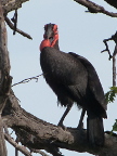 Ground-Hornbill (115 KB)