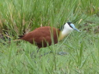 Jacana (209 KB)
