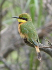 Little-Bee-eater (127 KB)