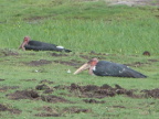 Marabou-Storks (199 KB)