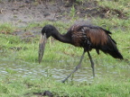 Open-billed-Stork (197 KB)