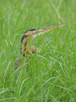 Purple-Heron (120 KB)