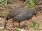 Red-billed-Francolin (194 KB)