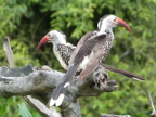 Red-billed-Hornbills (159 KB)