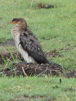 Reed-Cormorant (132 KB)
