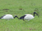 Sacred-Ibis (201 KB)