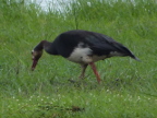 Spur-winged-Goose (190 KB)
