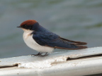 Swallow (146 KB)
