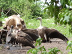 Vultures (182 KB)